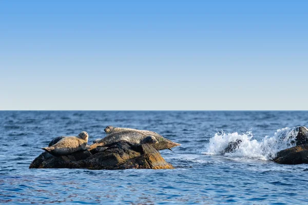 Seascape with a rock  and  seals — Stock Photo, Image