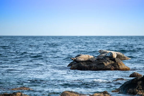 Seascape with a rock  and  seals — Stock Photo, Image