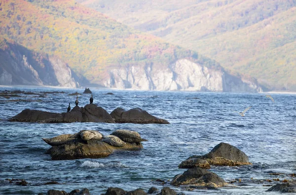 Seascape with a rock,   cormorants, seals and gulls — Stock Photo, Image