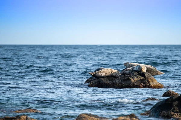 Морський пейзаж з камінням і тюленями Стокове Фото