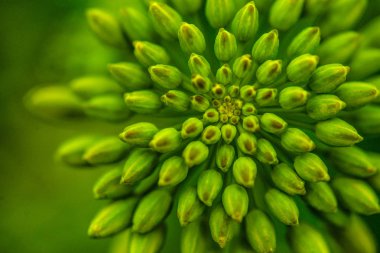 Ayaklarımızın altında Nature portre