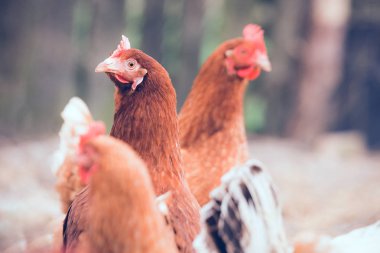 tavuk, hayvan ıslahı