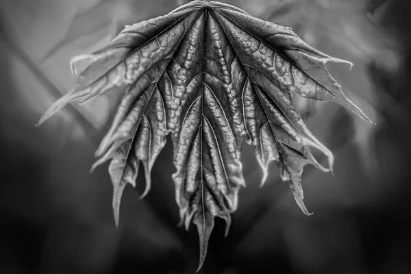 La naturaleza se acerca bajo nuestros pies Fotos de stock