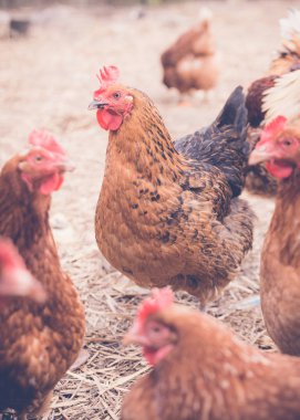 tavuk, hayvan ıslahı