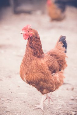 tavuk, hayvan ıslahı