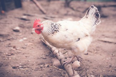 Tavuk damızlık hayvanlar