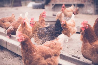 Tavuk damızlık hayvanlar