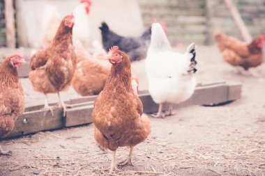 Tavuk damızlık hayvanlar