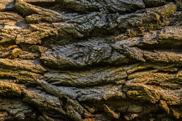 나무의 구조 — 스톡 사진