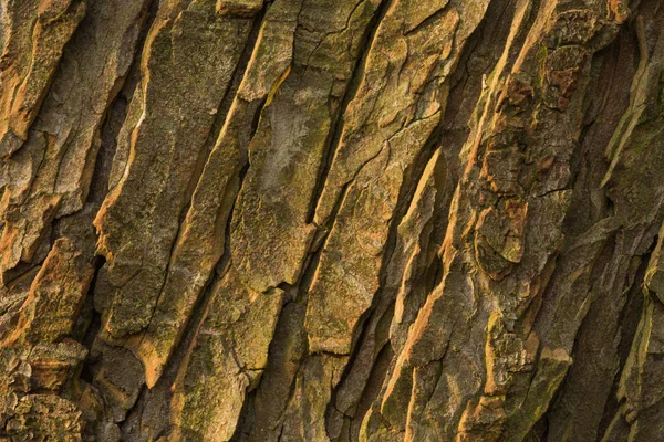 Corteccia di vecchio conker — Foto Stock