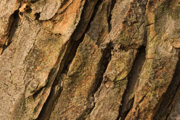 Corteccia di vecchio conker — Foto Stock