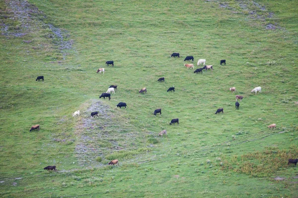 Rebaño de vacas — Foto de Stock