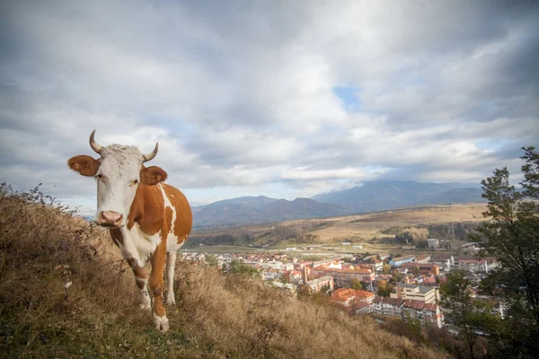 Holstein cow grazing — Stock Photo, Image