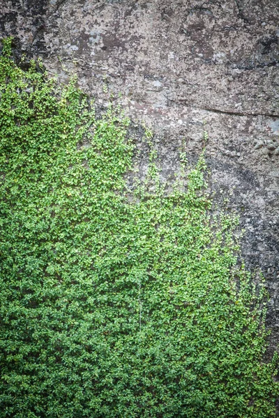 Plants growing on rock — Stock Photo, Image