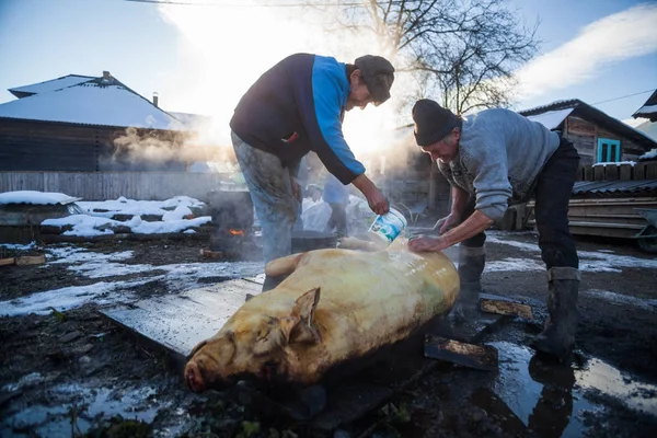 Hombres preparando un cerdo — Foto de Stock