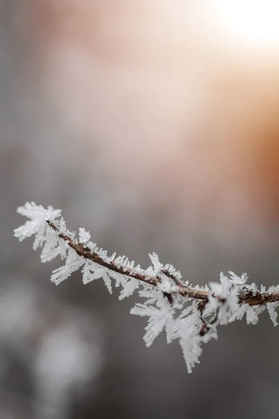 Detalhe de galho de árvore congelada — Fotografia de Stock