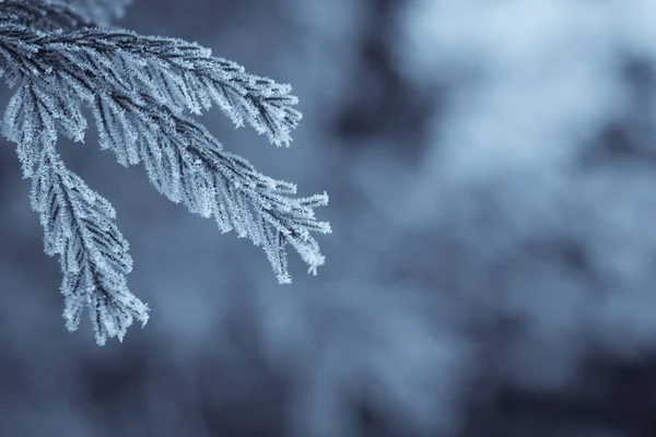 Ramas de pino congeladas —  Fotos de Stock