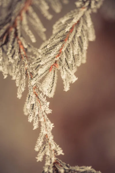 Ramos de pinheiro congelados — Fotografia de Stock