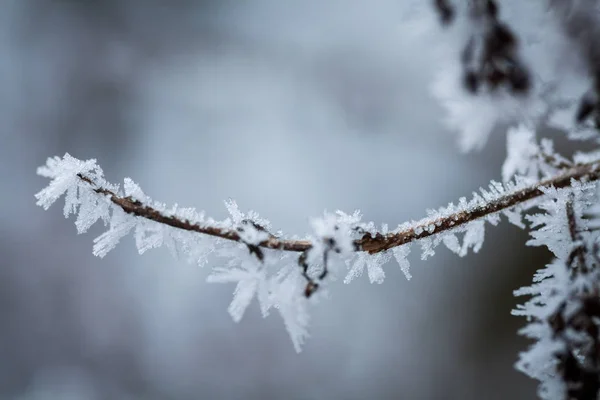Detalhe de galho de árvore congelada — Fotografia de Stock