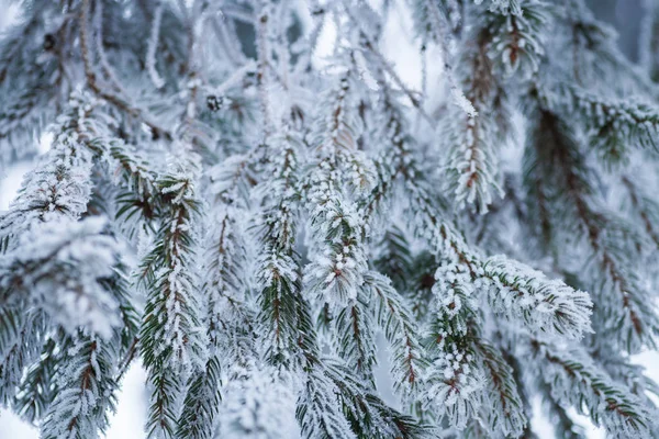 Ramos de pinheiro congelados — Fotografia de Stock