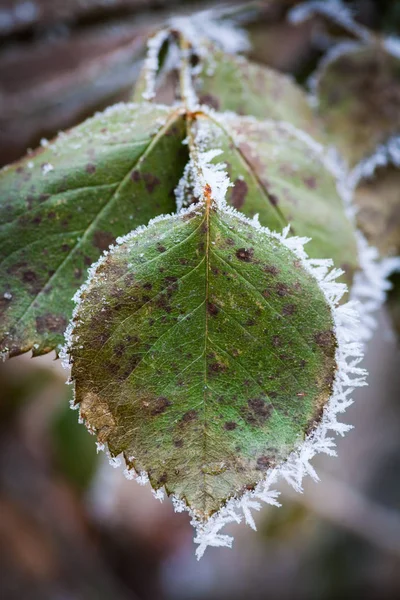 Frozen leaves detail — Stock Photo, Image