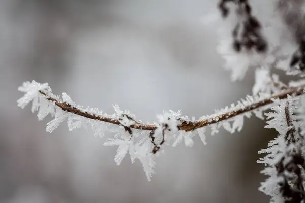 Détail de branche d'arbre congelé — Photo