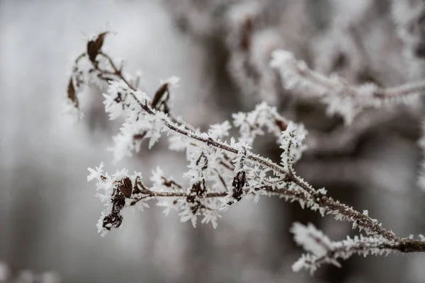 Детали ветки замороженного дерева — стоковое фото