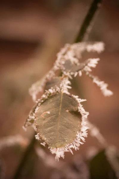 Detalhes das folhas congeladas — Fotografia de Stock