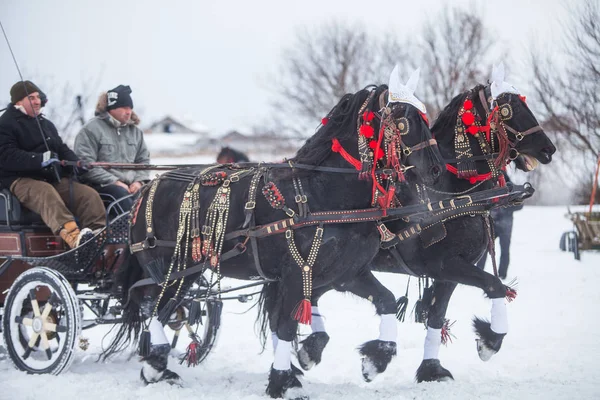 Chariot tiré par des chevaux sur neige — Photo