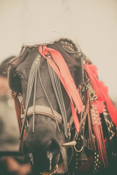 Horse and red ribbons — Stock Photo, Image