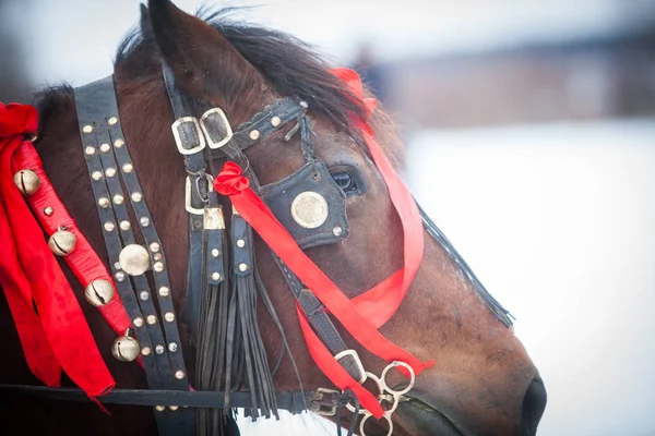 Horse and red ribbons — Stock Photo, Image