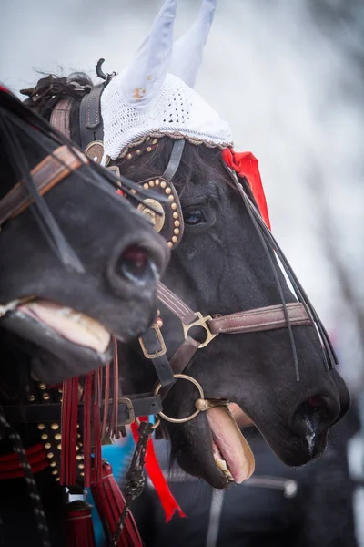 Rubans de cheval et rouge — Photo