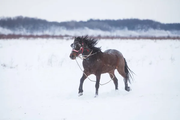 Horse running on snow — Stock Photo, Image