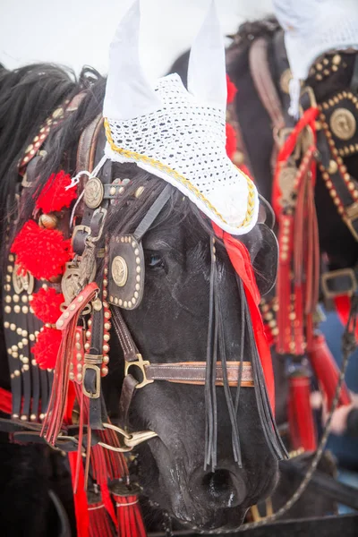 馬と赤いリボン — ストック写真