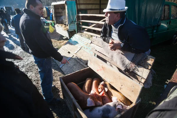 Man verkopen varkens in een openlucht markt — Stockfoto