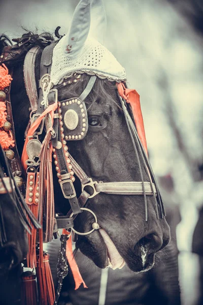 Koń i czerwonymi wstążkami — Zdjęcie stockowe