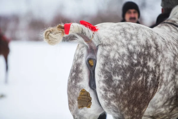 Cavalo eliminando estrume — Fotografia de Stock