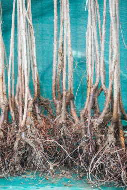 Ağaçları dikilecek hazır