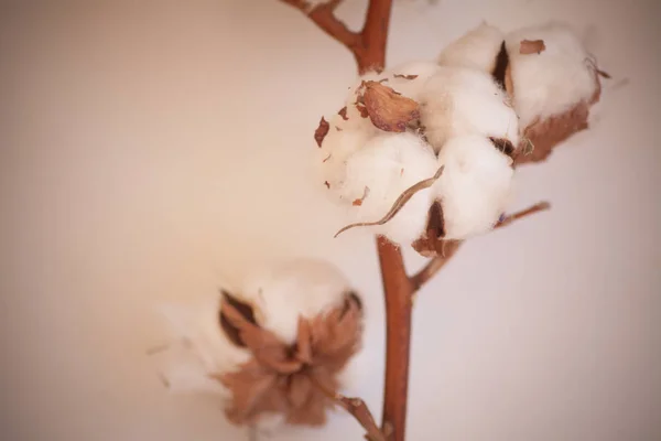 Detalle brotes de algodón — Foto de Stock