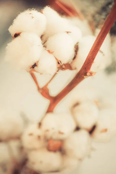 Bourgeons de coton détail — Photo