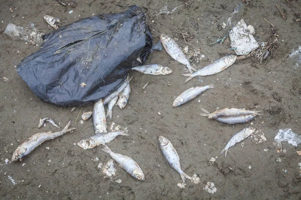 Peces muertos en una playa — Foto de Stock