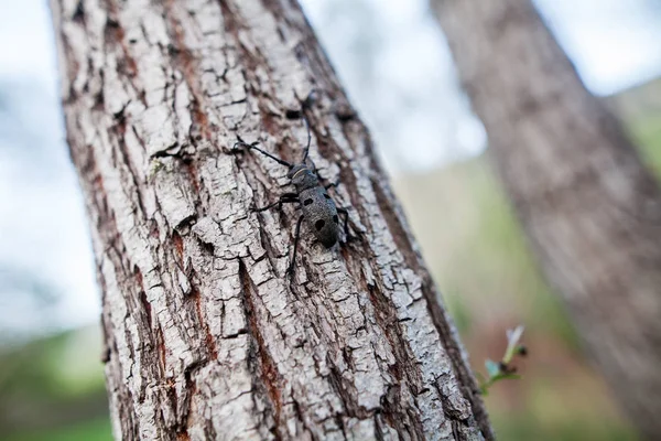 Weaver beetle na drzewie — Zdjęcie stockowe