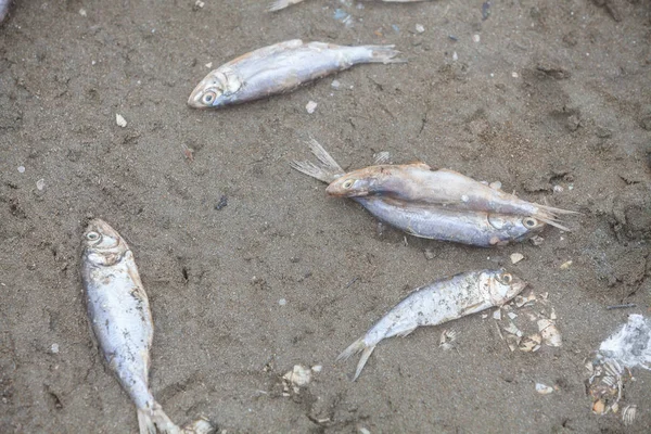 Dode vis op een strand — Stockfoto