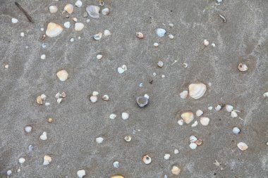 Kum üzerinde istiridye