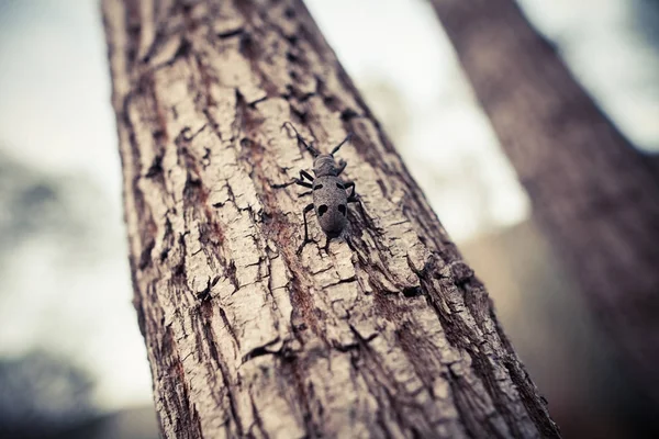 Scarabeo tessitore su un albero — Foto Stock