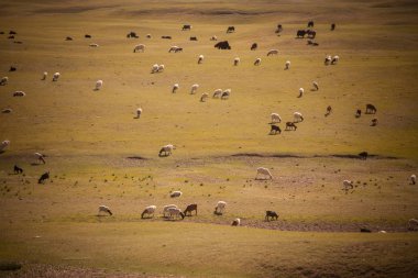 Koyun ve Moğolistan'da keçi sürüsü.