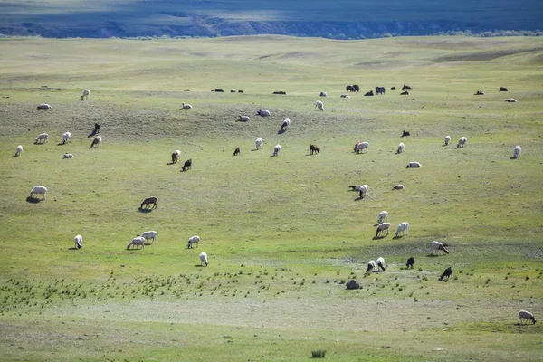 Herd Sheep Goats Mongolia — Stock Photo, Image