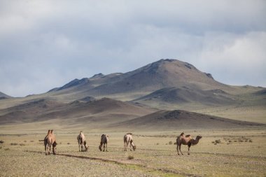 Moğolistan'da bazı Camel renkli görüntü.