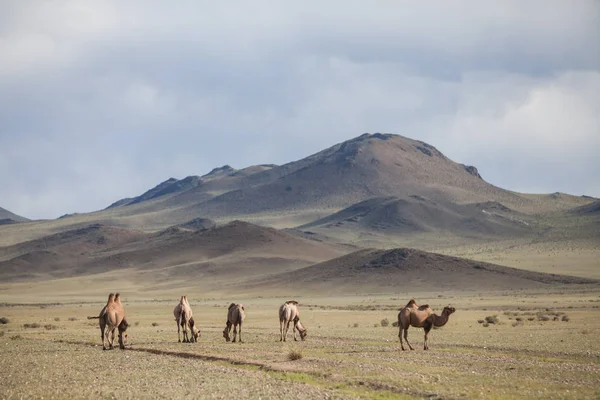 Color image of some camels in Mongolia.