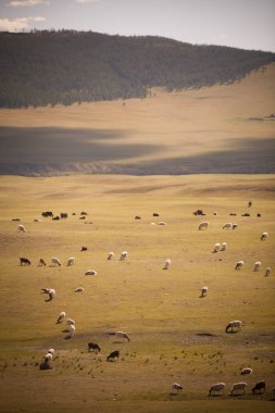 Koyun ve Moğolistan'da keçi sürüsü.